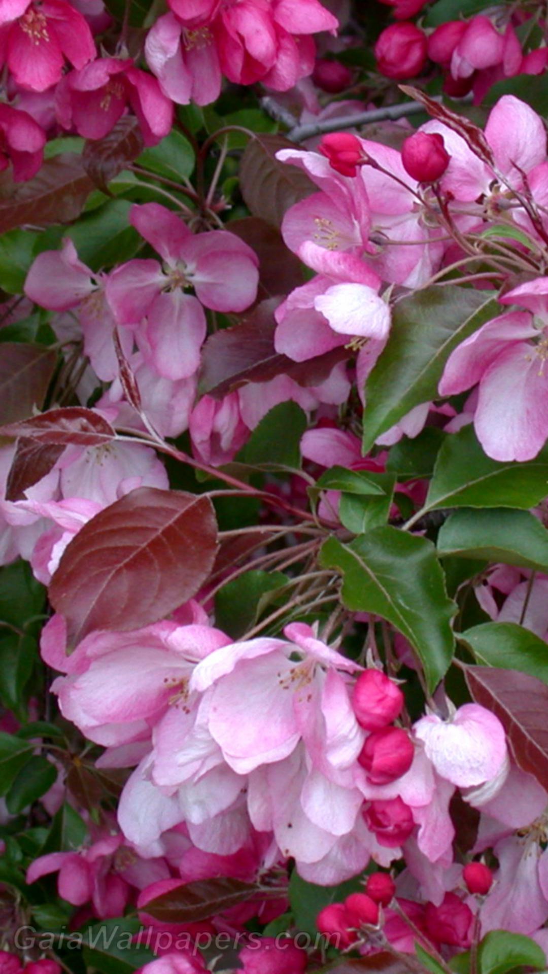 Arbre avec beaucoup de fleurs roses - Fonds d'écran gratuits
