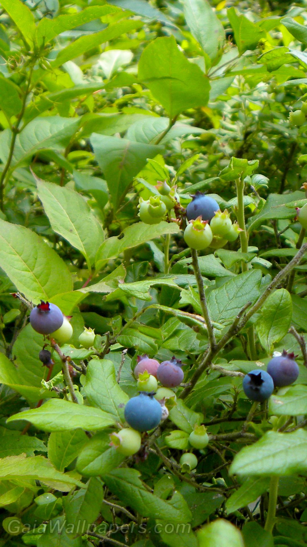 Lowbush blueberries in the nature - Free desktop wallpapers