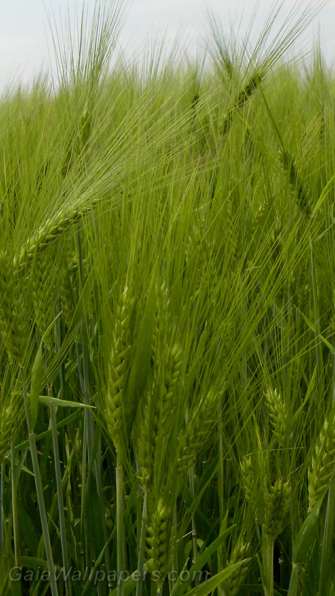 Green wheat - Free desktop wallpapers