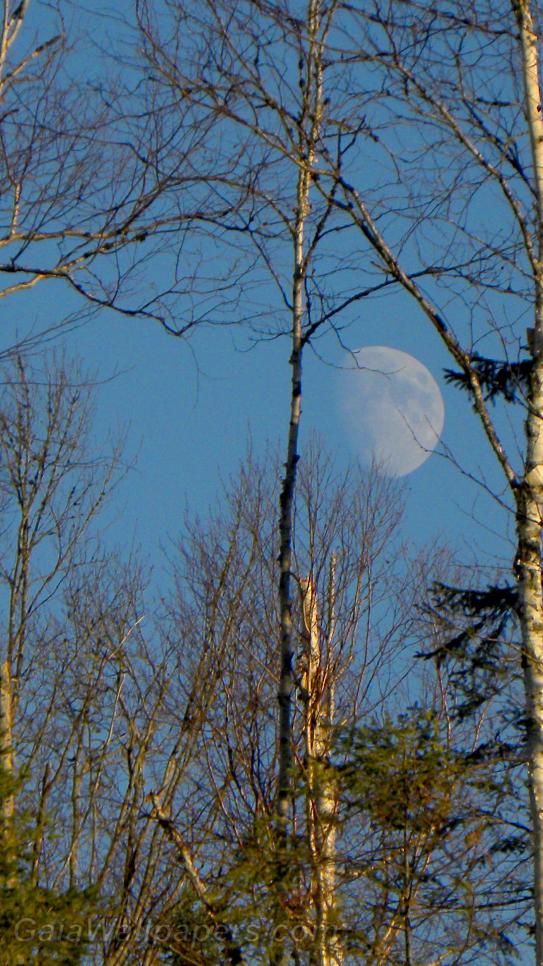 Lever de lune sur la forêt d'automne - Fonds d'écran gratuits