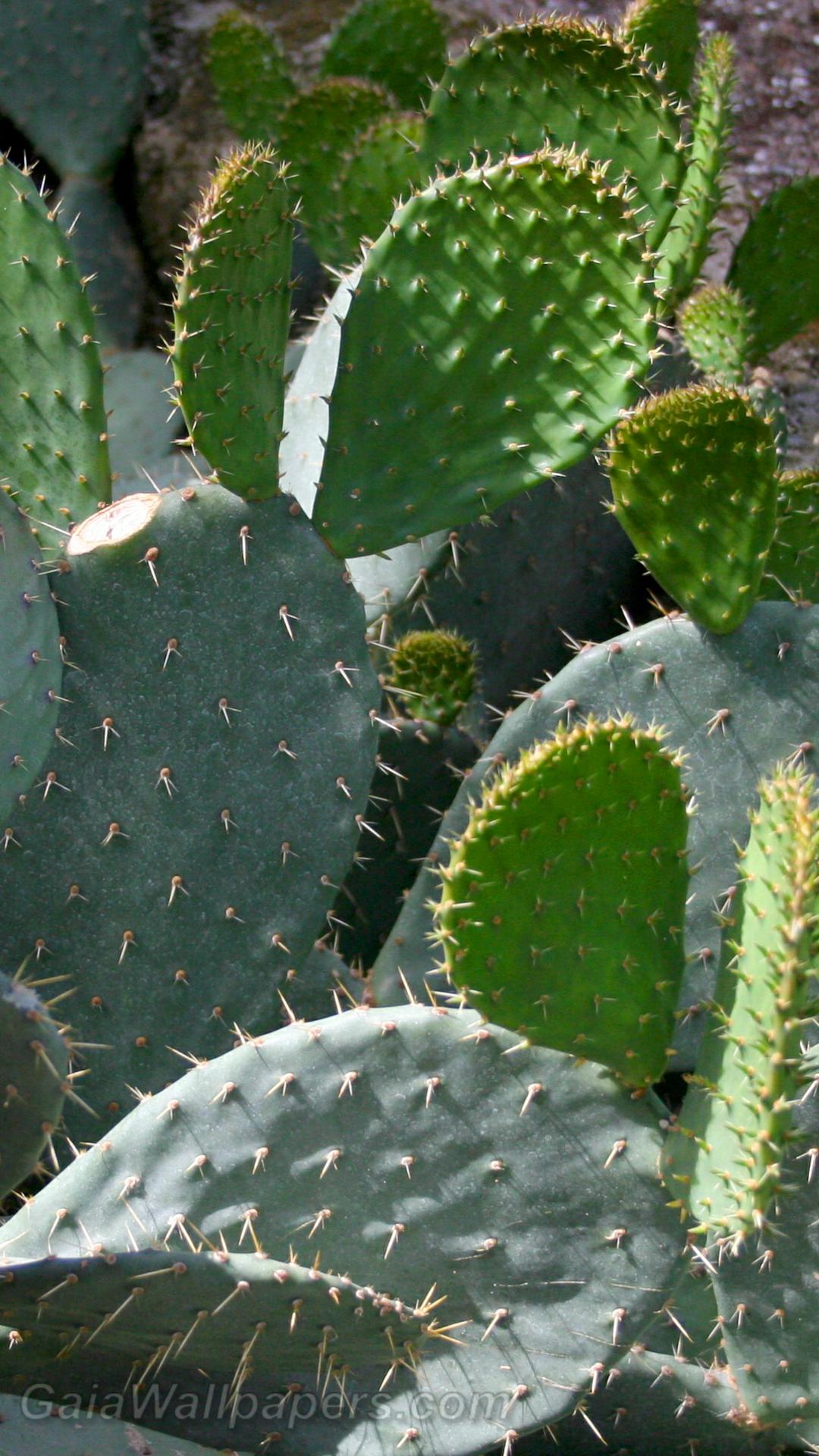 Croissance de cactus - Fonds d'écran gratuits
