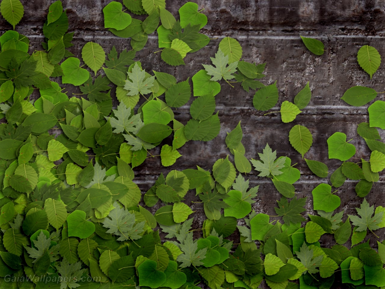 Green leaves on the stone wall - Free desktop wallpapers
