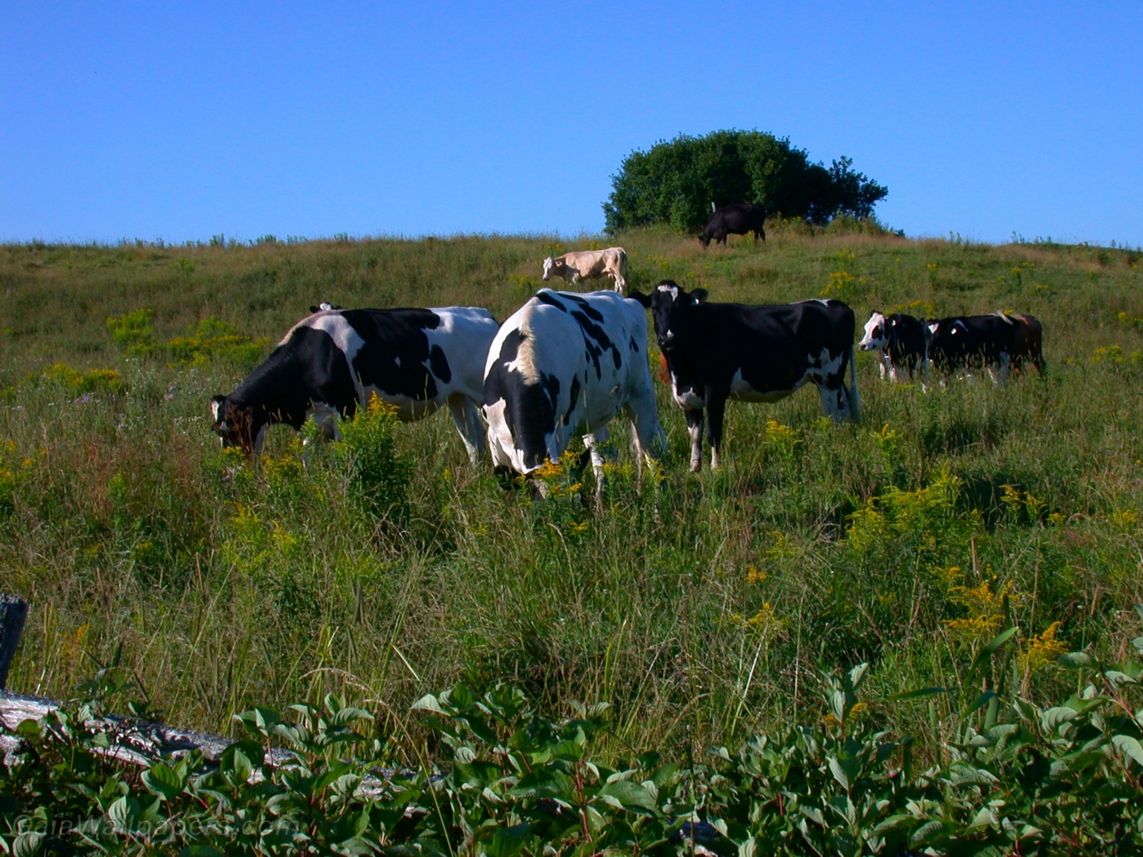 Vaches mangeant dans le champs - Fonds d'écran gratuits