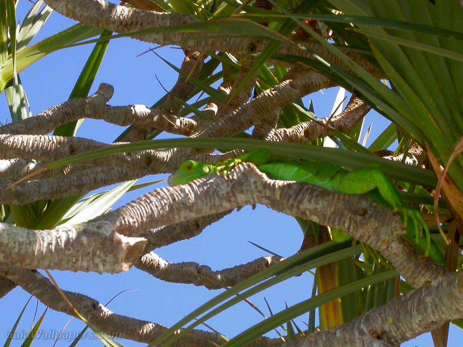 Green lizard in the branches - Free desktop wallpapers