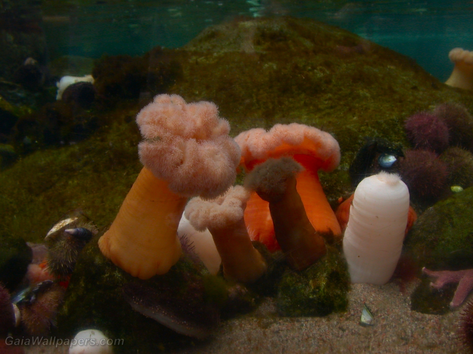 Sea anemones - Free desktop wallpapers