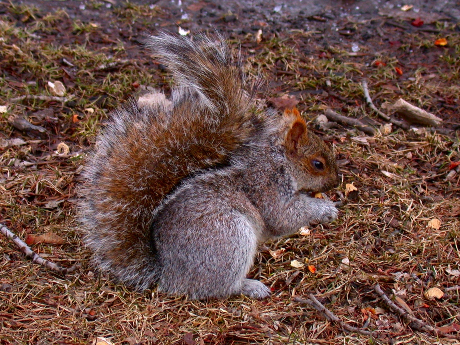 Squirrel eating peanut - Free desktop wallpapers