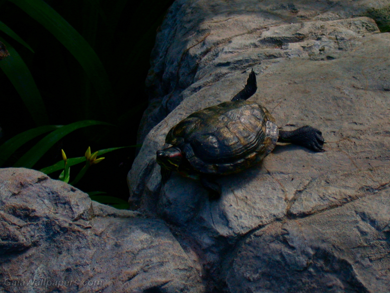 Red-eared slider turtle lying under the sun - Free desktop wallpapers