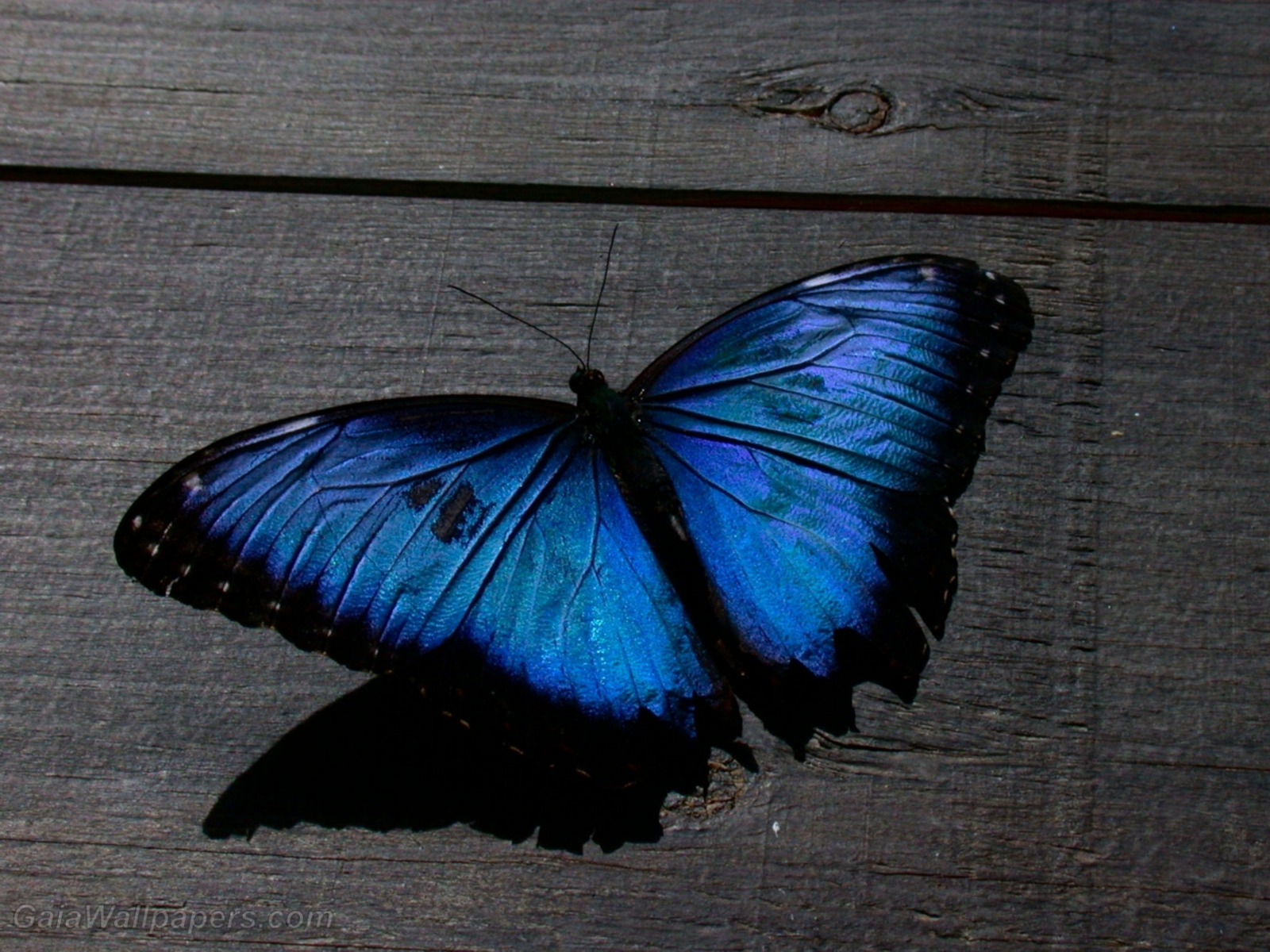 Butterfly - Free desktop wallpapers