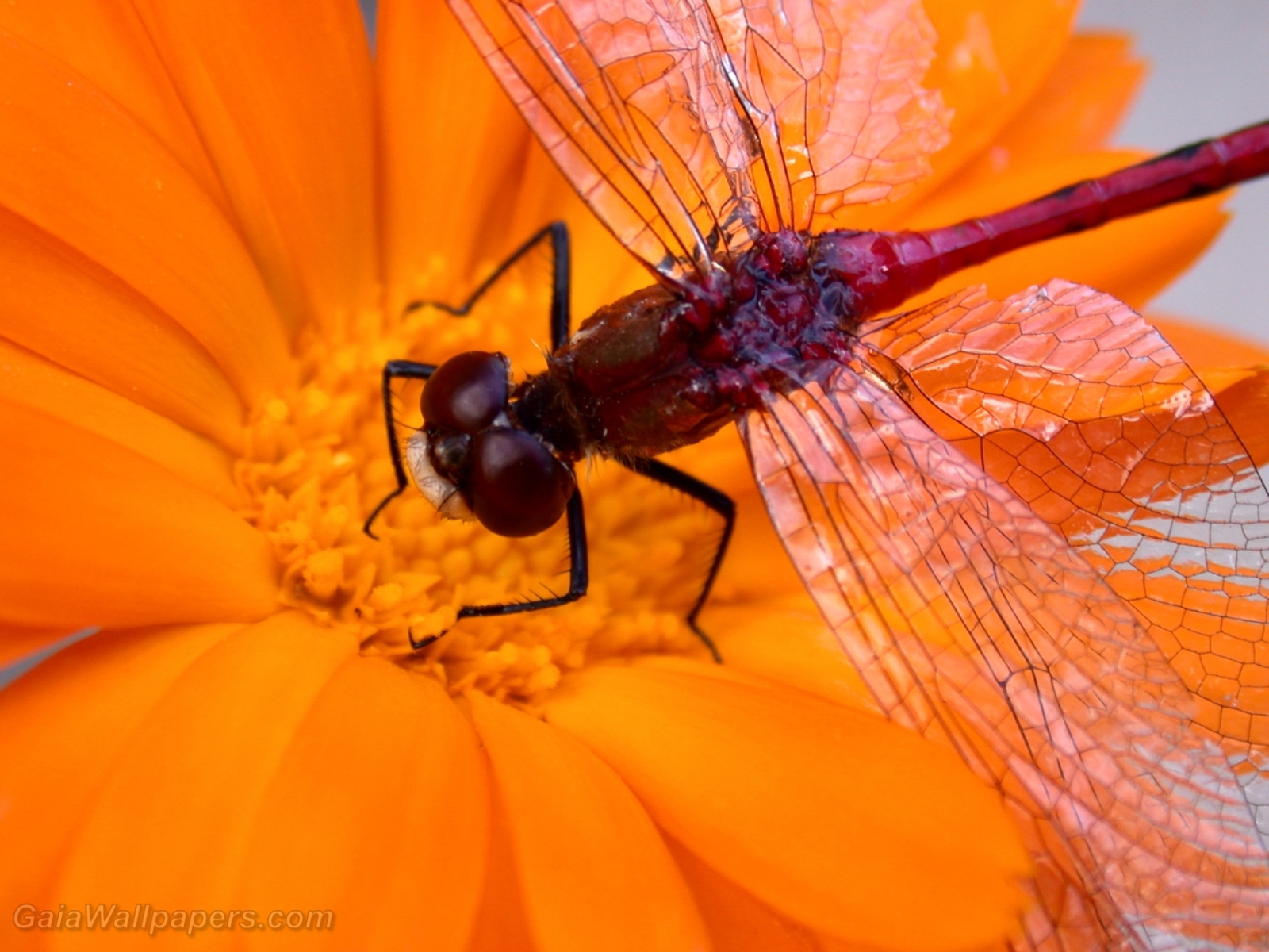 Dragonfly waiting on an orange flower - Free desktop wallpapers