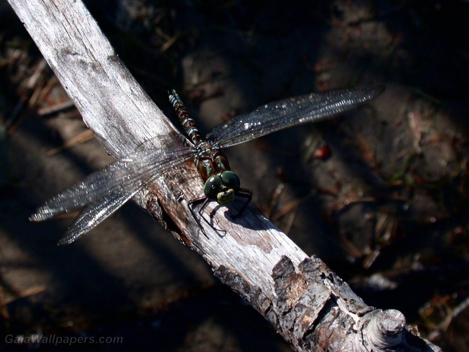 Dragonfly waiting on a branch - Free desktop wallpapers
