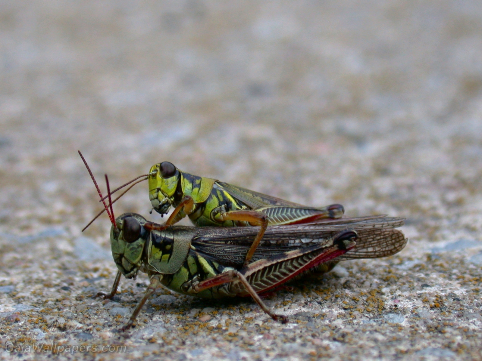 Grasshoppers copulating - Free desktop wallpapers