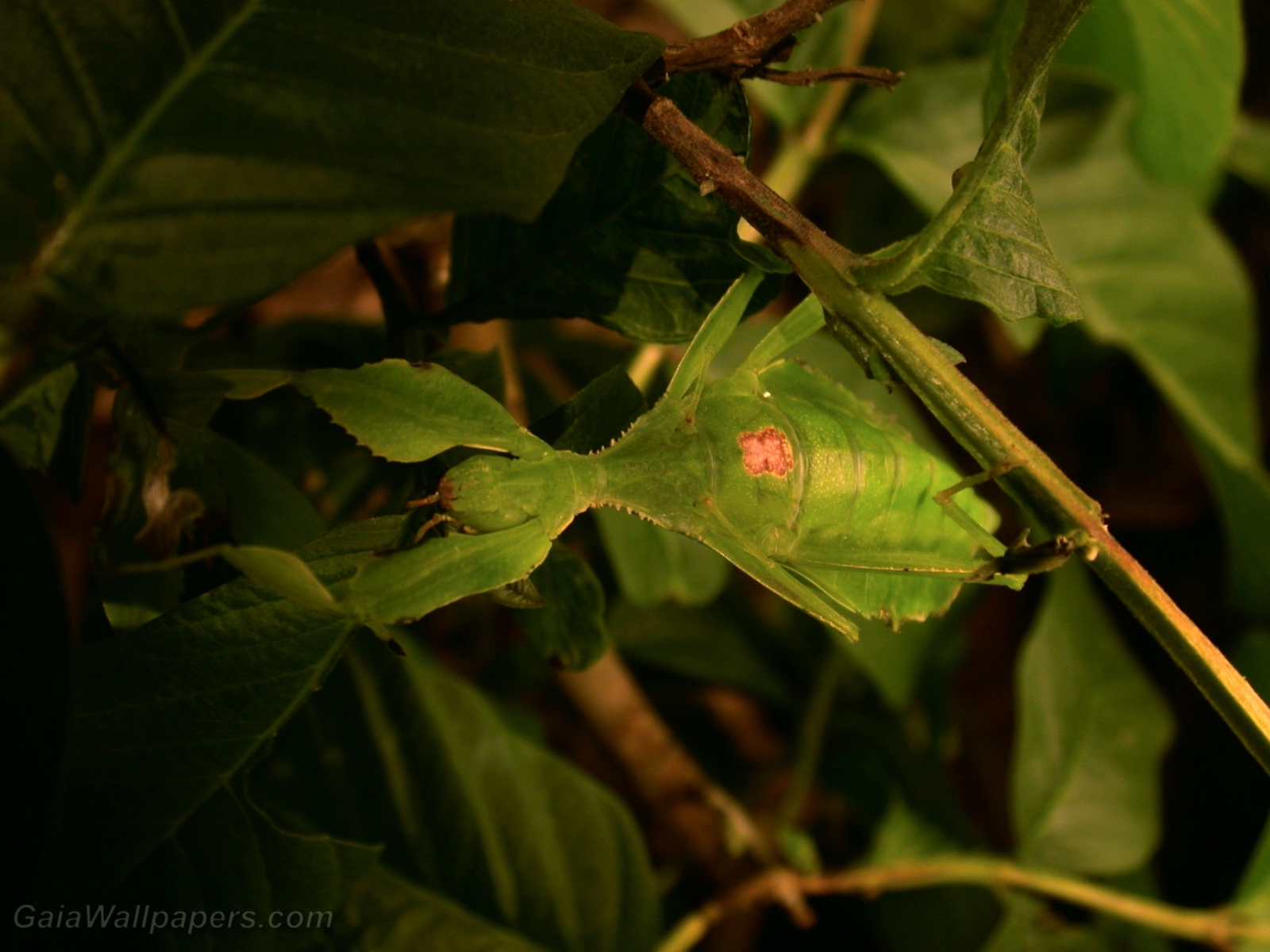 Leaf insect in branches - Free desktop wallpapers