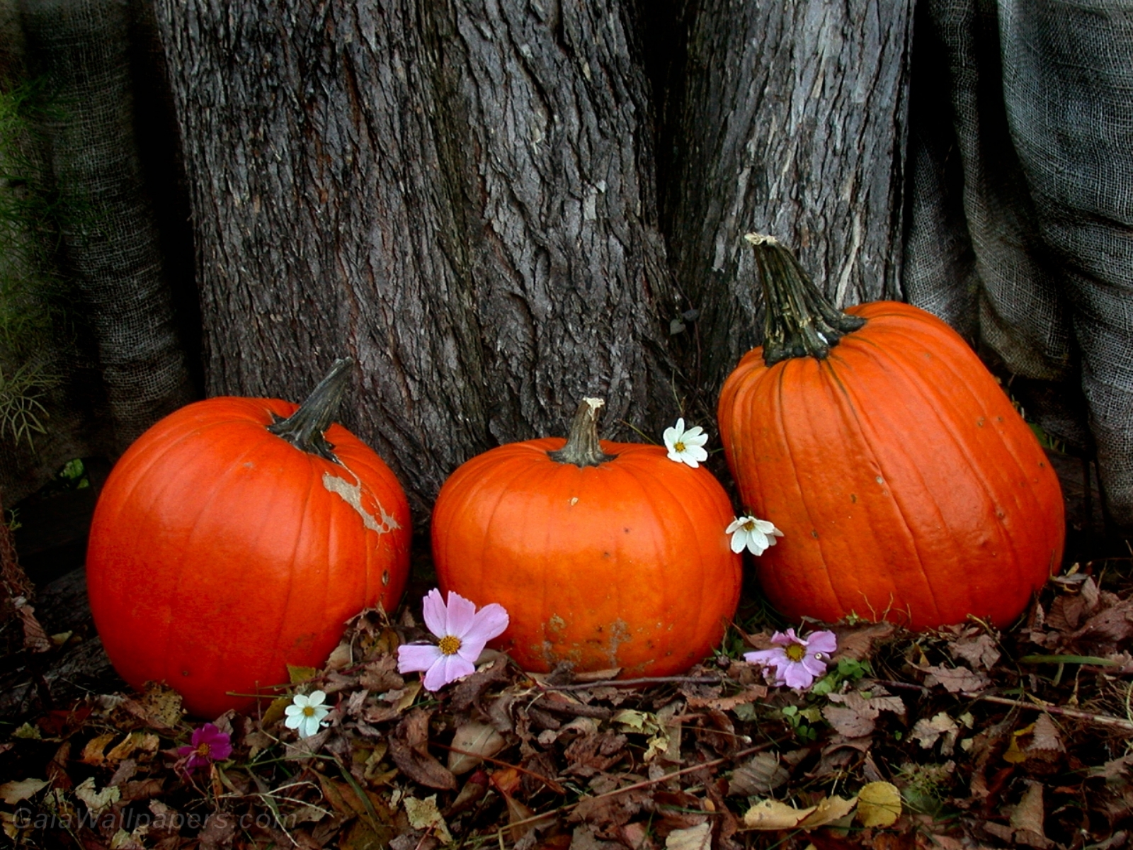 Pumpkins in autumn - Free desktop wallpapers