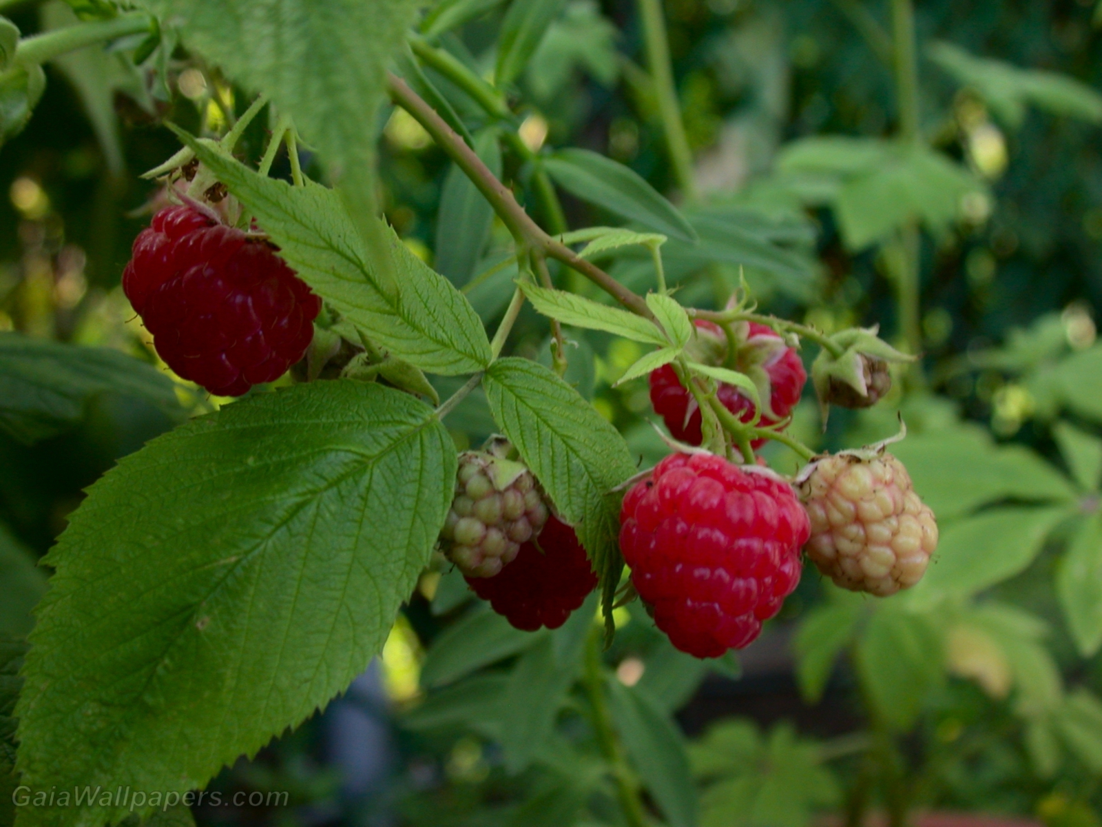 Growing raspberries - Free desktop wallpapers