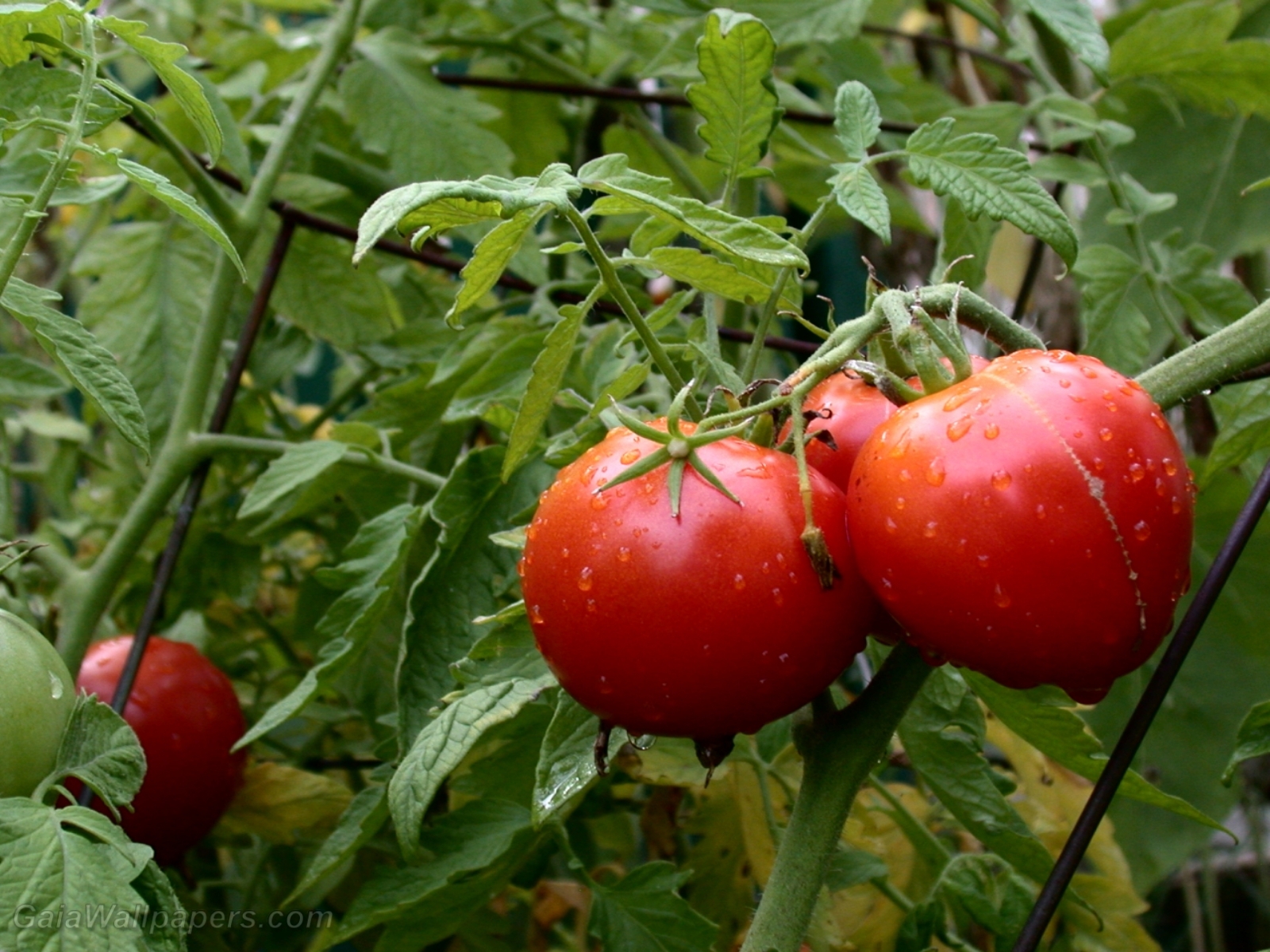 Tomates dans le jardin - Fonds d'écran gratuits