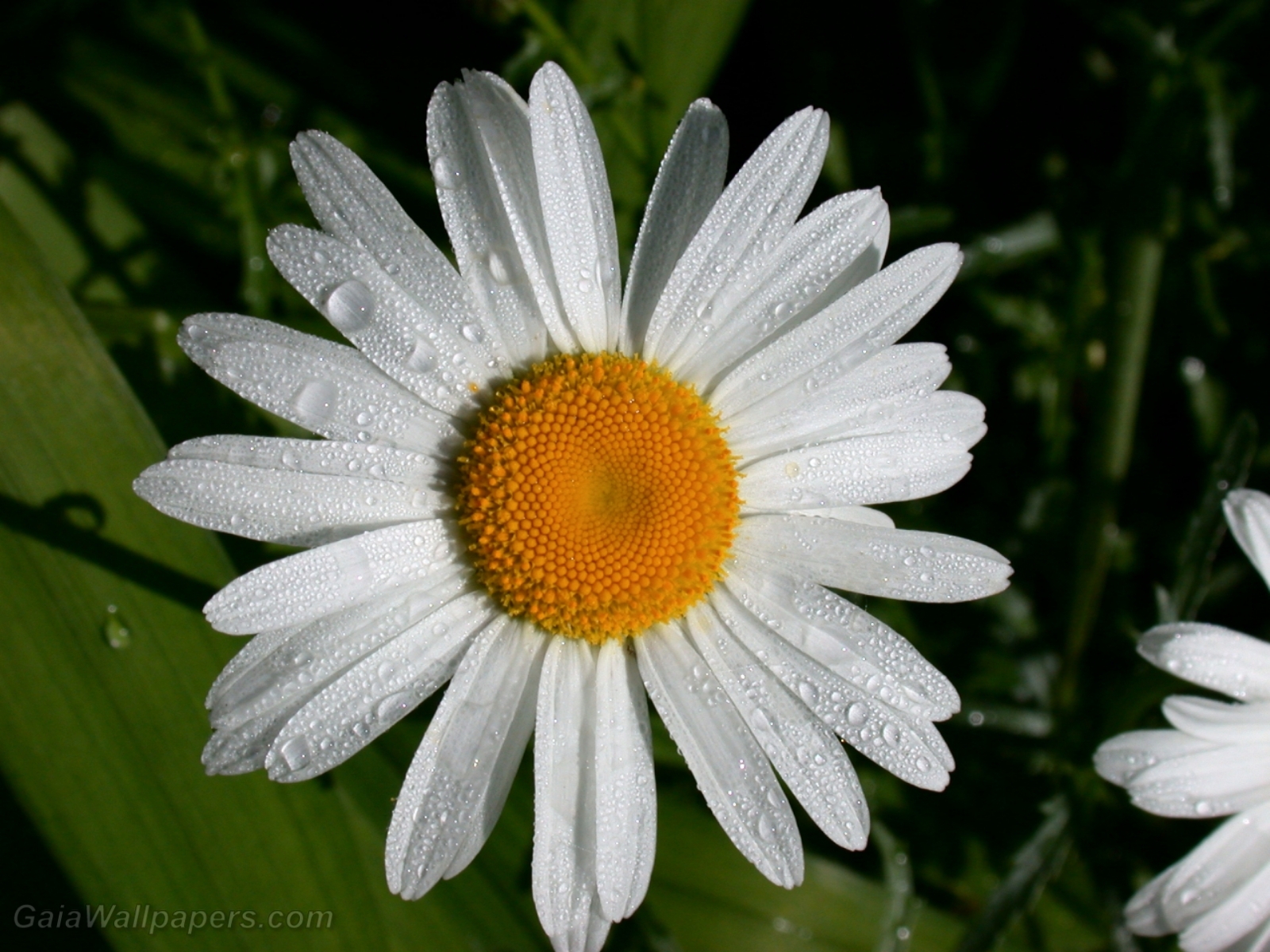 daisy in the morning dew - Free desktop wallpapers