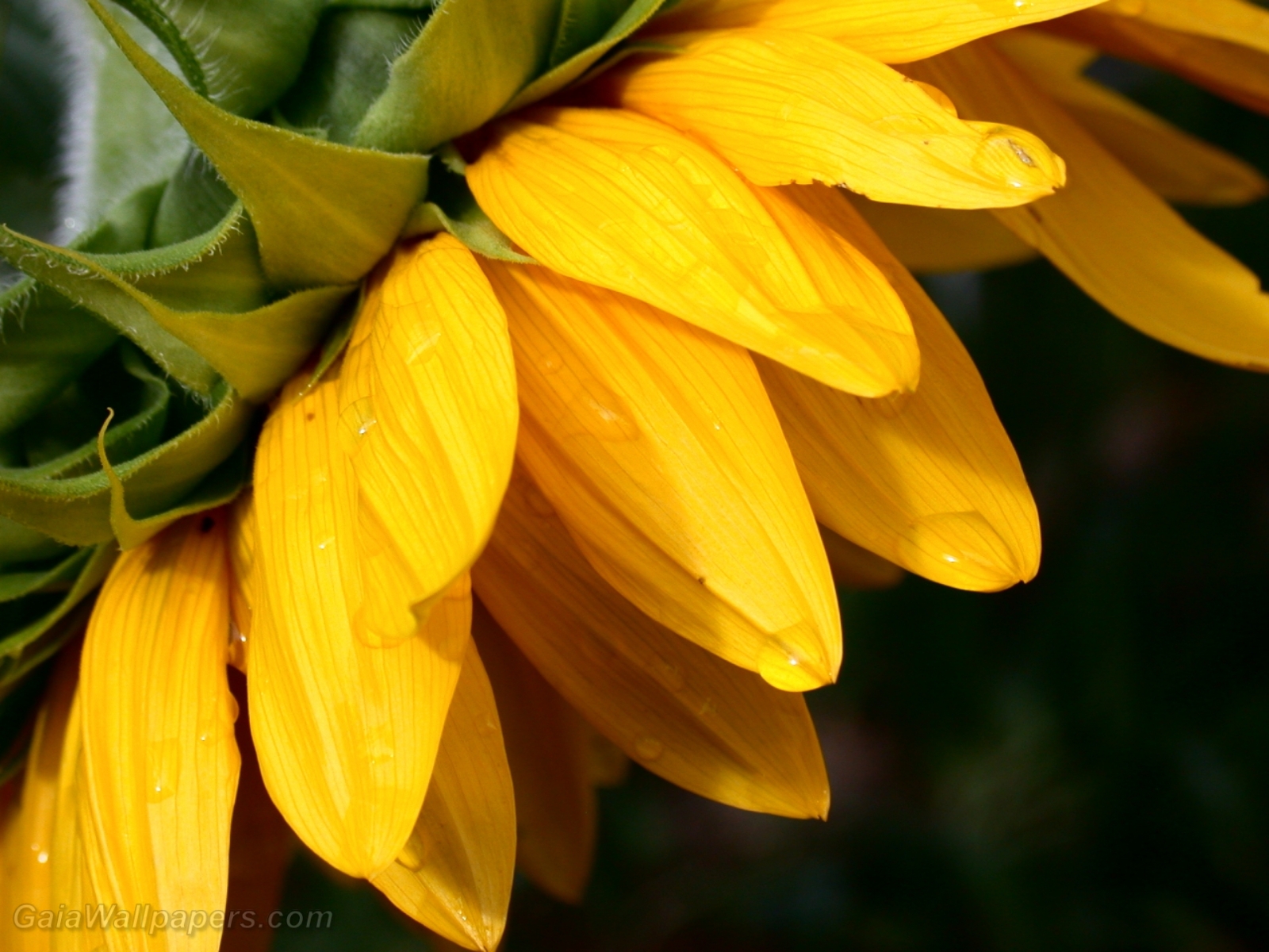 Sunflower looking down - Free desktop wallpapers