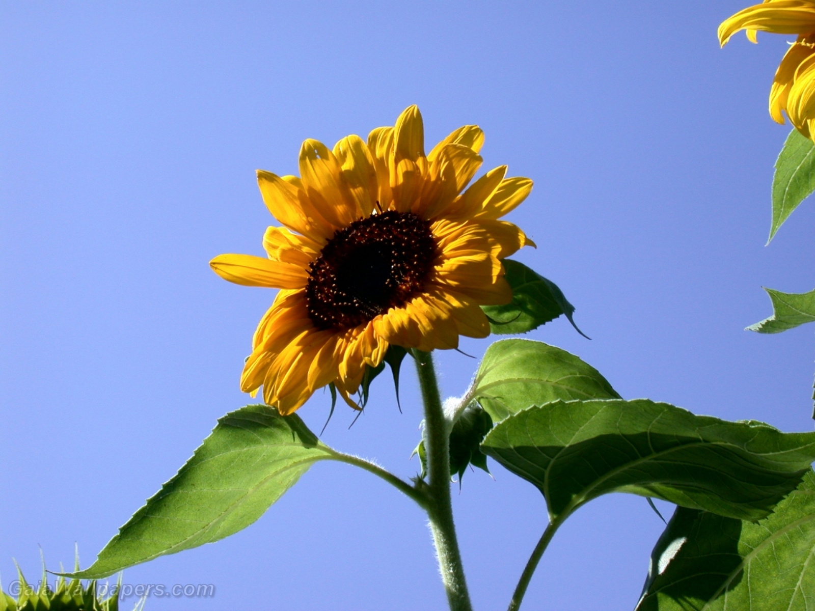 Sunflower rising towards the sky - Free desktop wallpapers