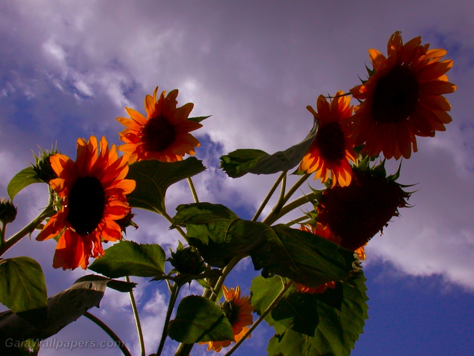 Sunflower with many flowers at sunset - Free desktop wallpapers
