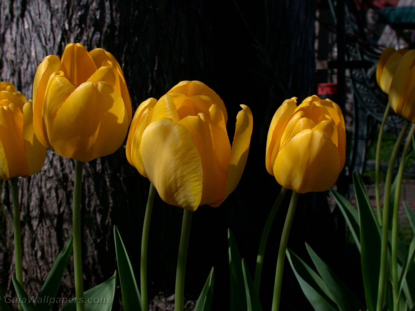 Yellow tulips - Free desktop wallpapers