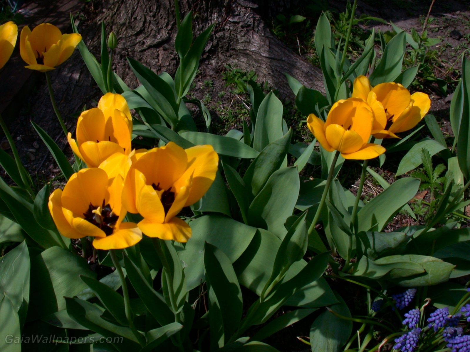 Tulipes jaunes - Fonds d'écran gratuits