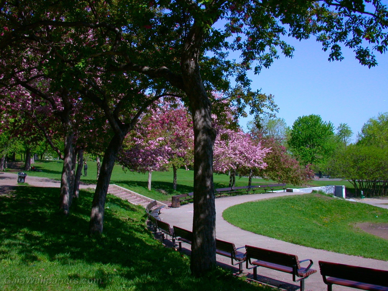 Park in spring at the Mount Royal - Free desktop wallpapers