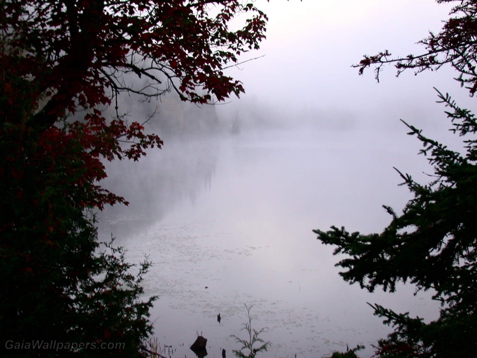 Brouillard épais au-dessus du lac - Fonds d'écran gratuits