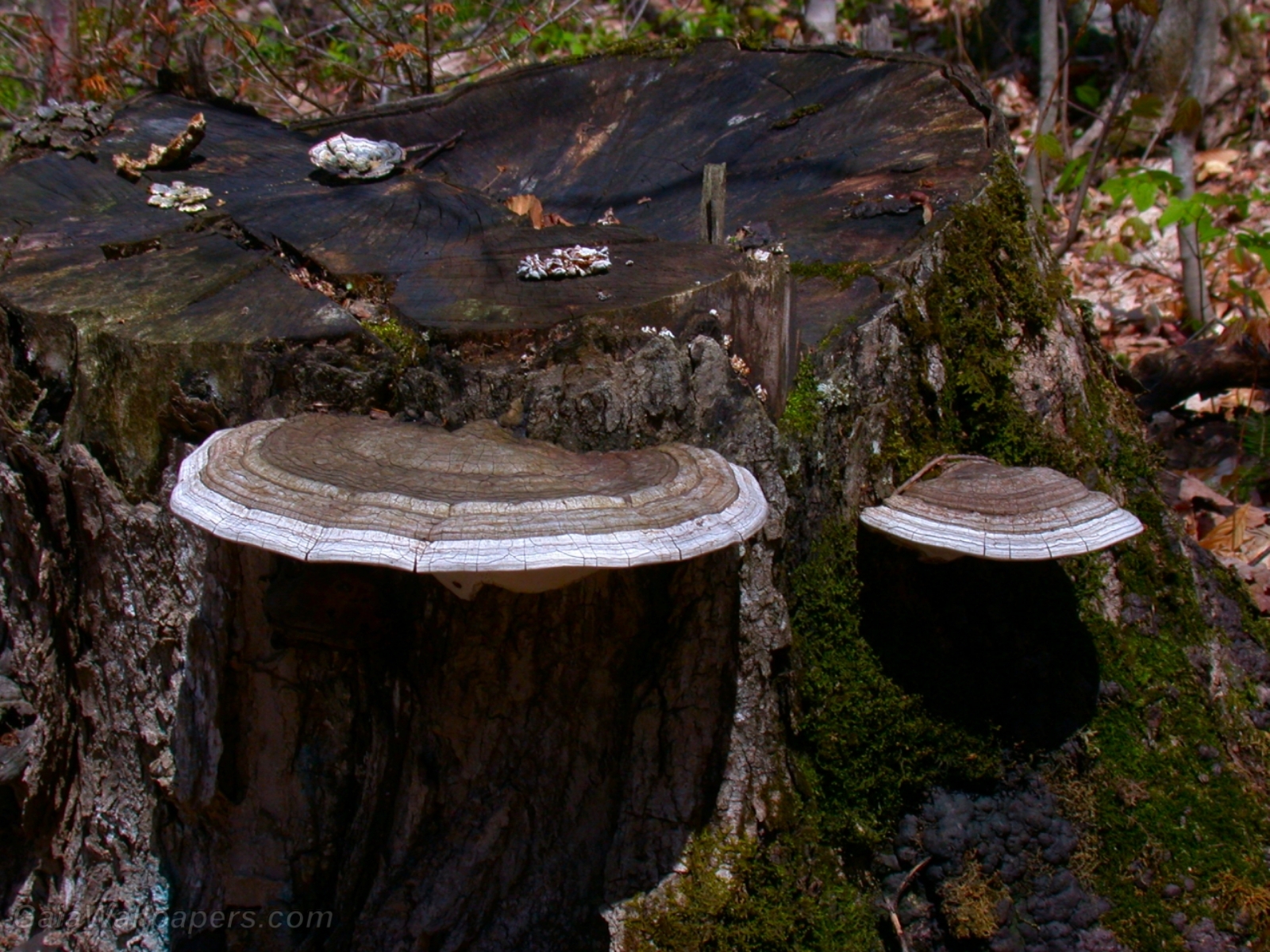 Mushrooms growing on a cut tree - Free desktop wallpapers