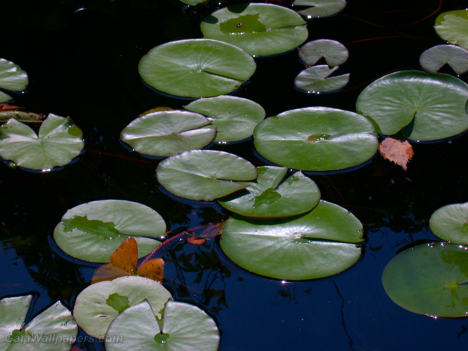 Water lilies - Free desktop wallpapers