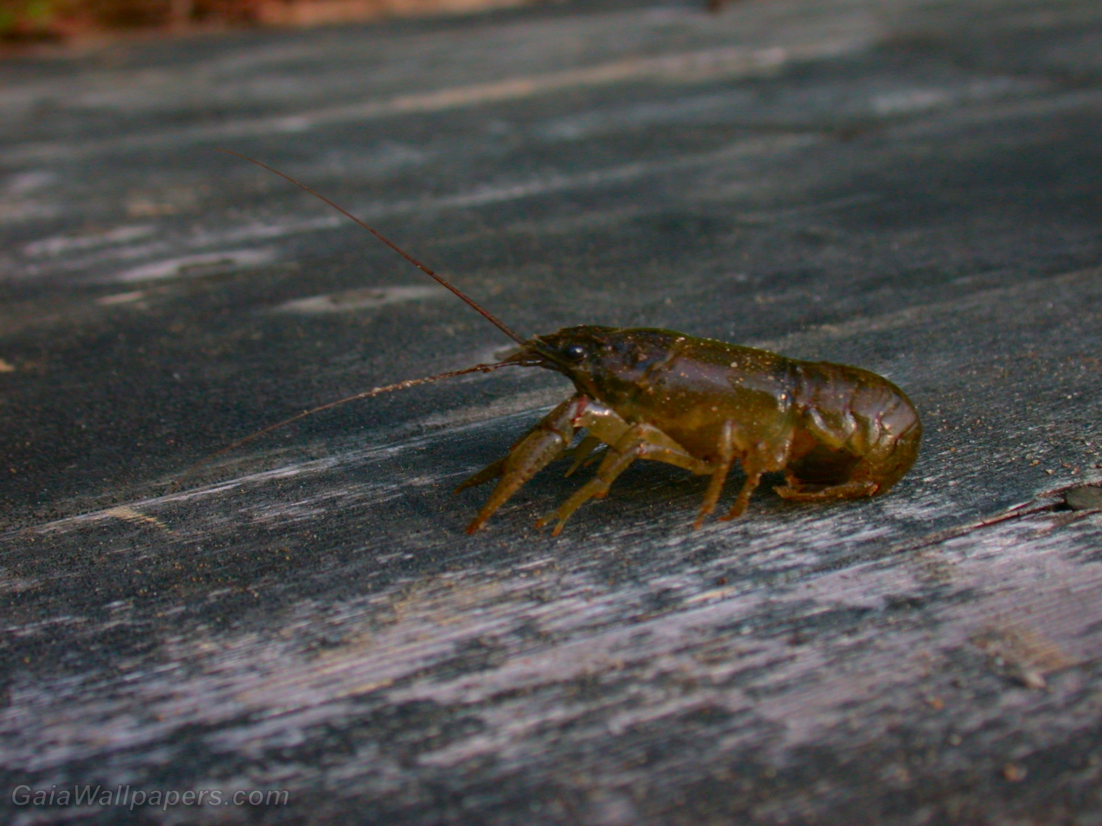 Crayfish on the dock - Free desktop wallpapers