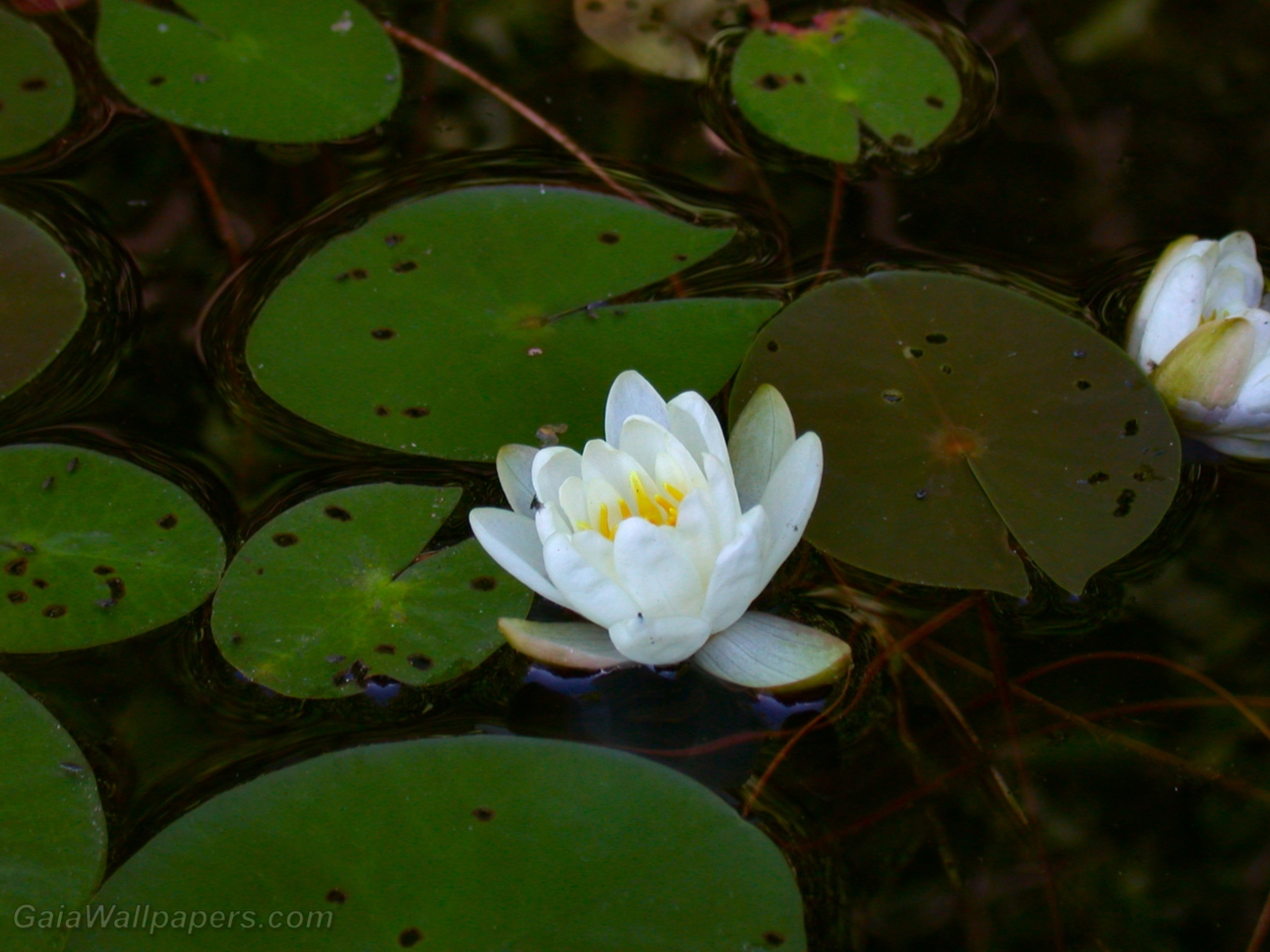 Fleur blanche de Nénuphar - Fonds d'écran gratuits