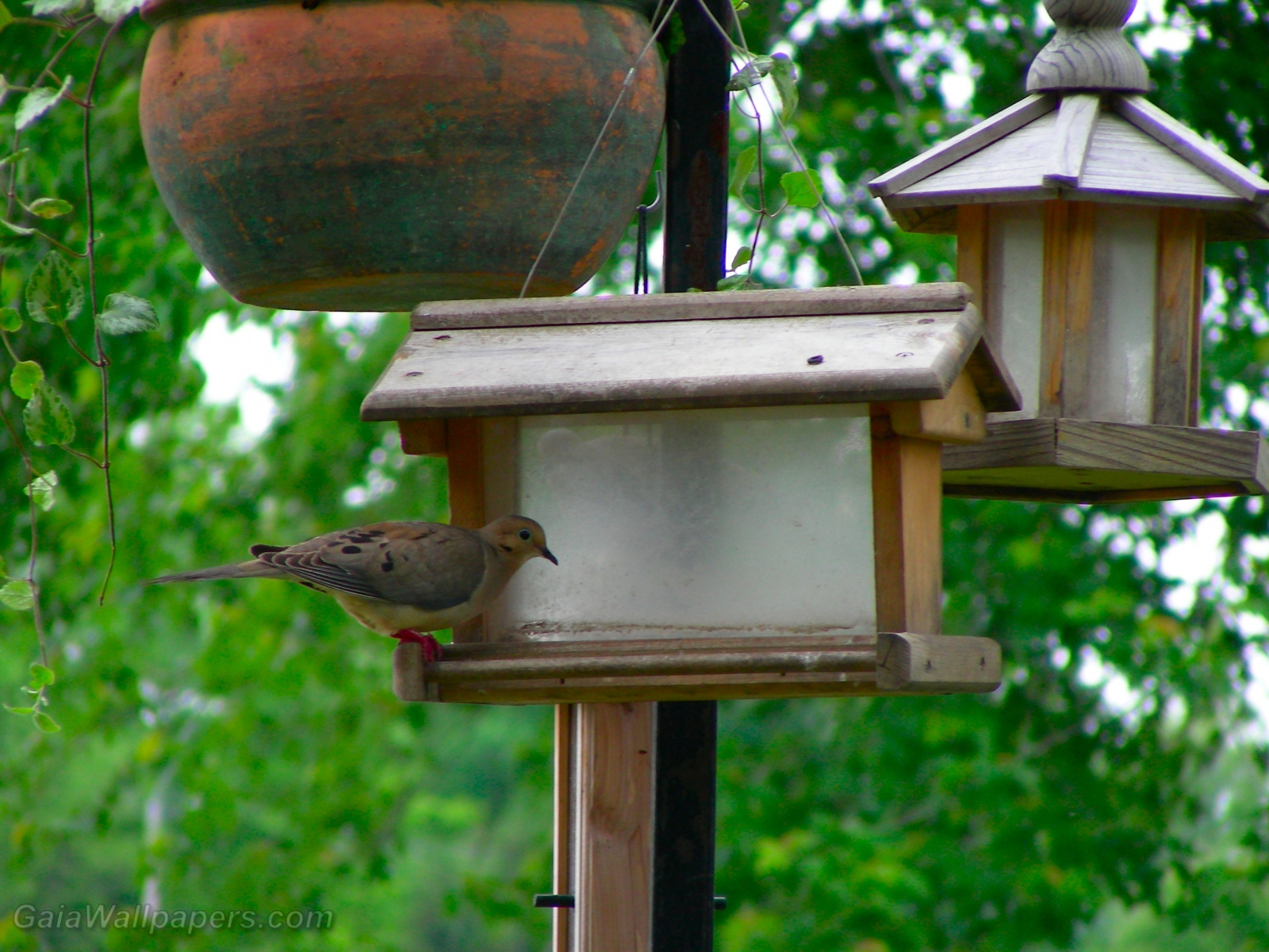 Mourning Dove eating a bird feeder - Free desktop wallpapers