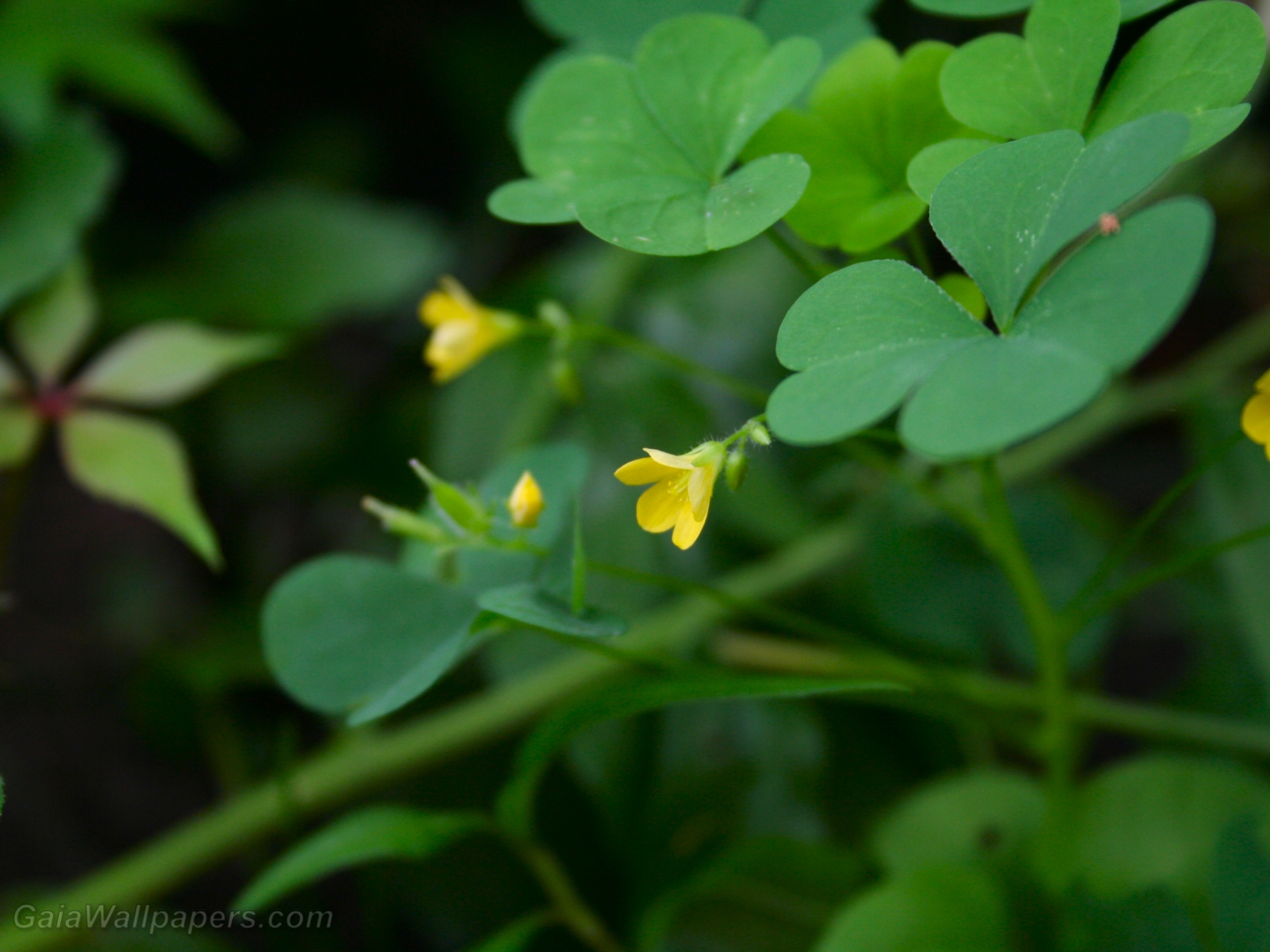 Young yellow clover flowers - Free desktop wallpapers