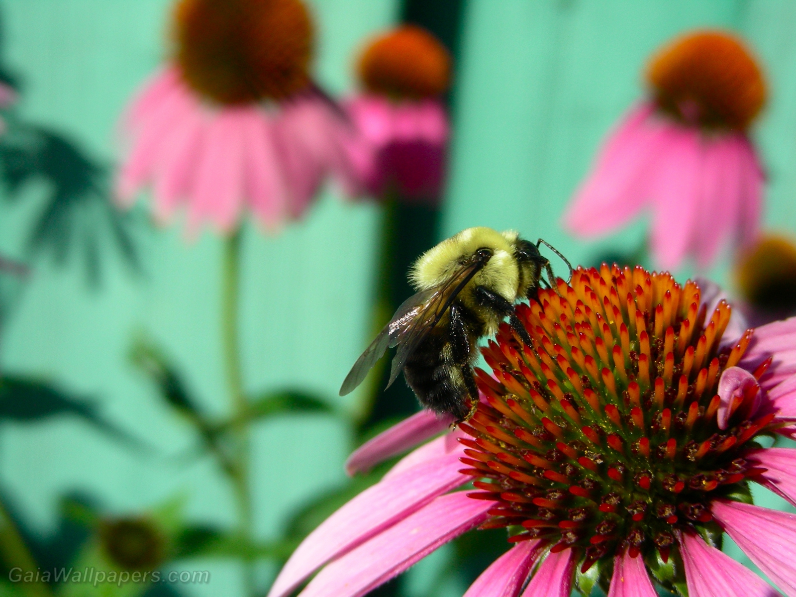 Bumblebee gathering nectar on an echinacea - Free desktop wallpapers