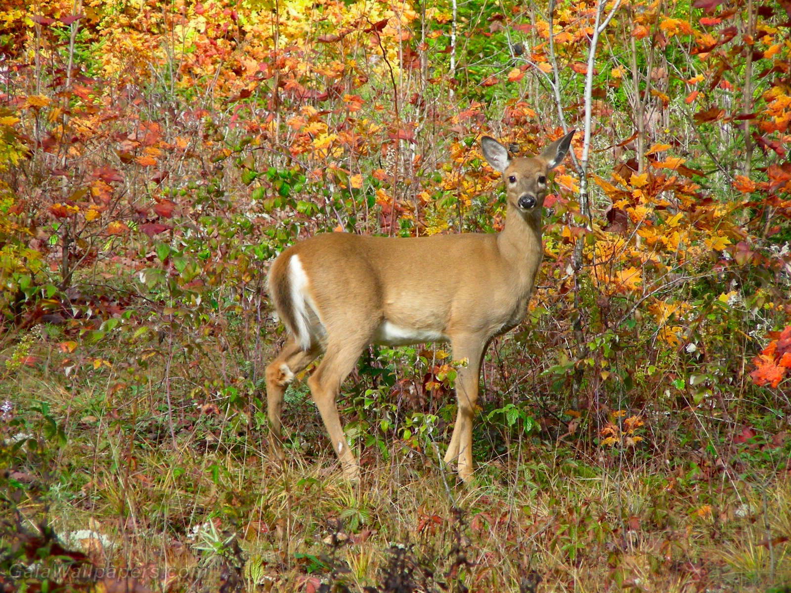 White-tailed deer female looking at us - Free desktop wallpapers