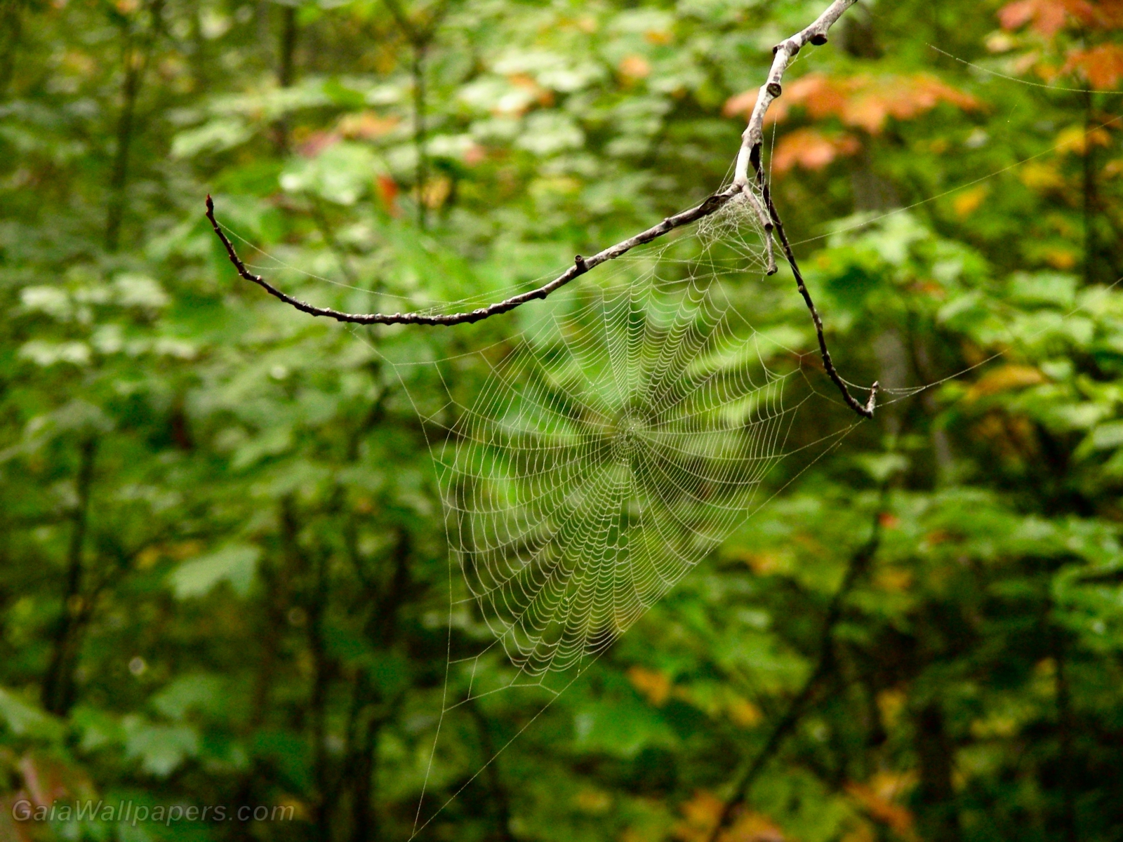 Spider web in the forest - Free desktop wallpapers