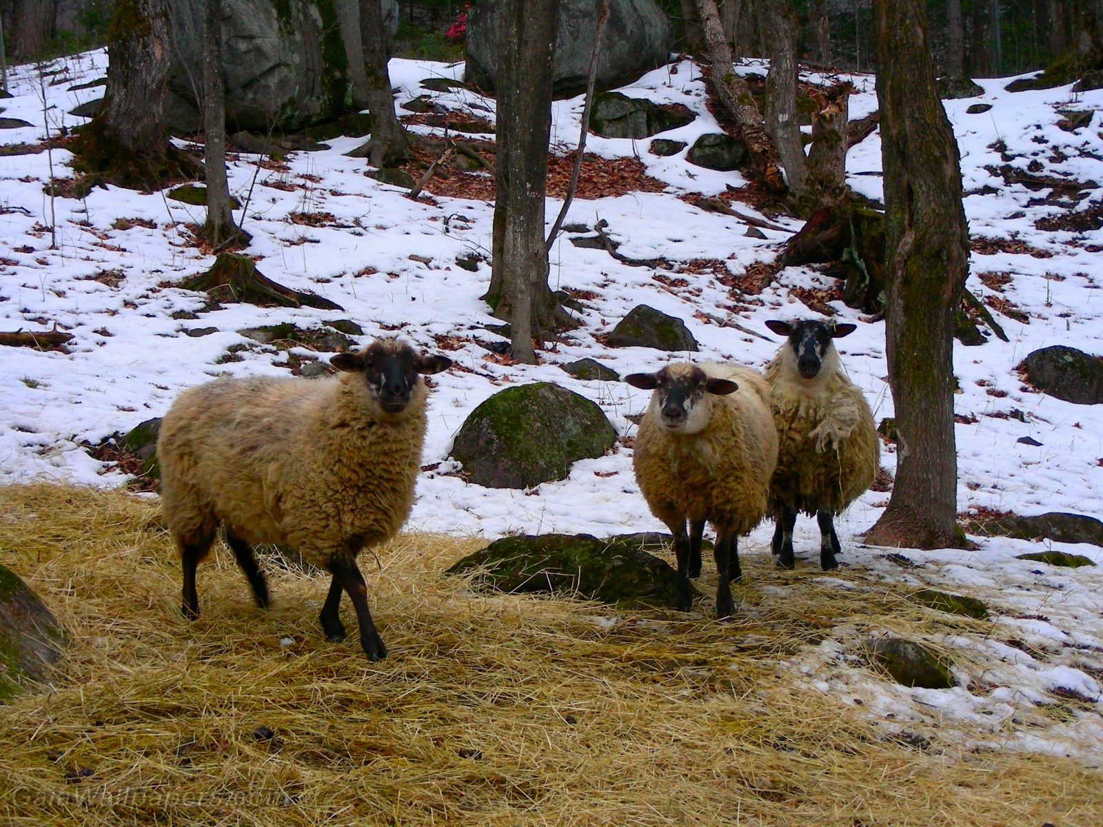 Sheeps in winter - Free desktop wallpapers
