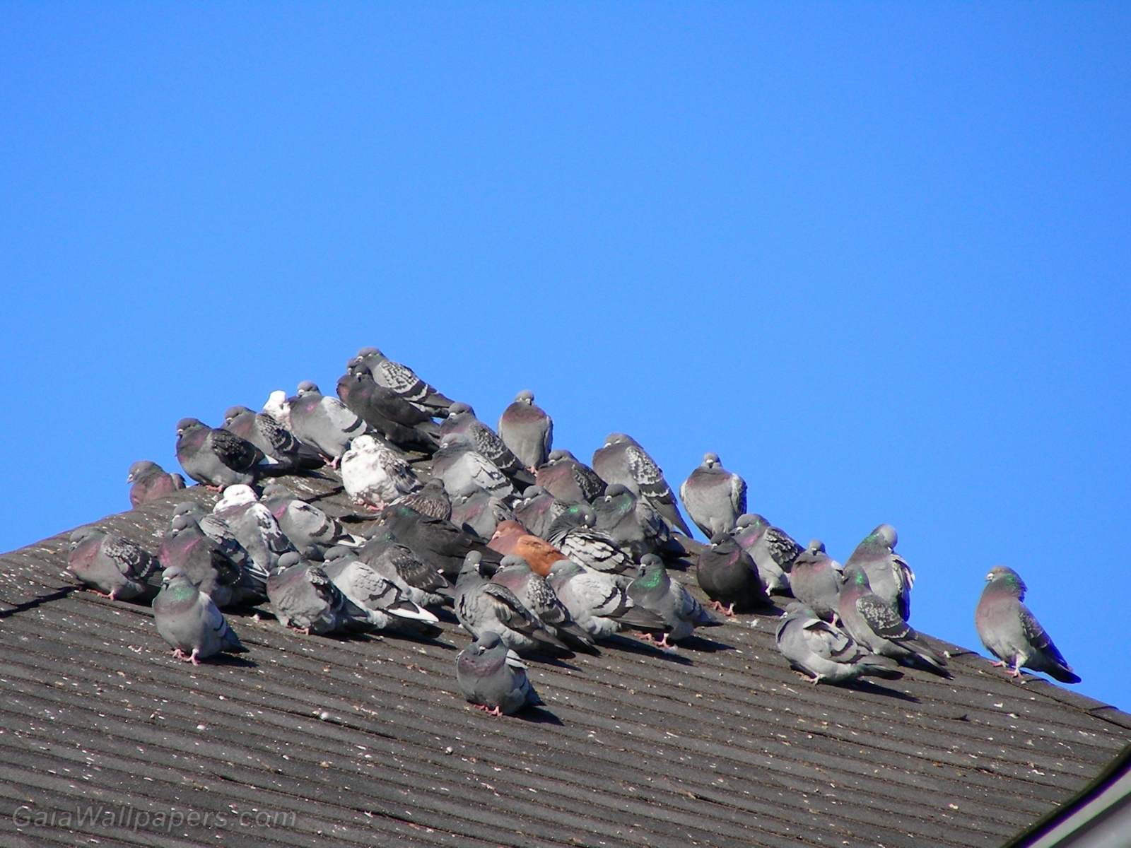 Group of pigeons heating on a roof - Free desktop wallpapers