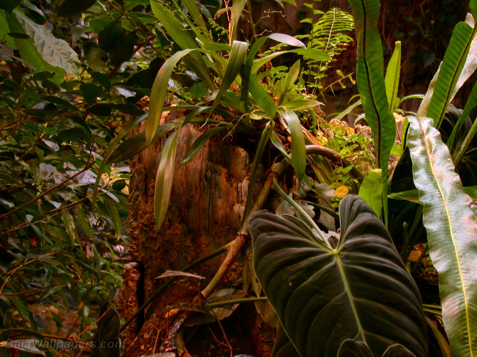 Tropical plants - Free desktop wallpapers