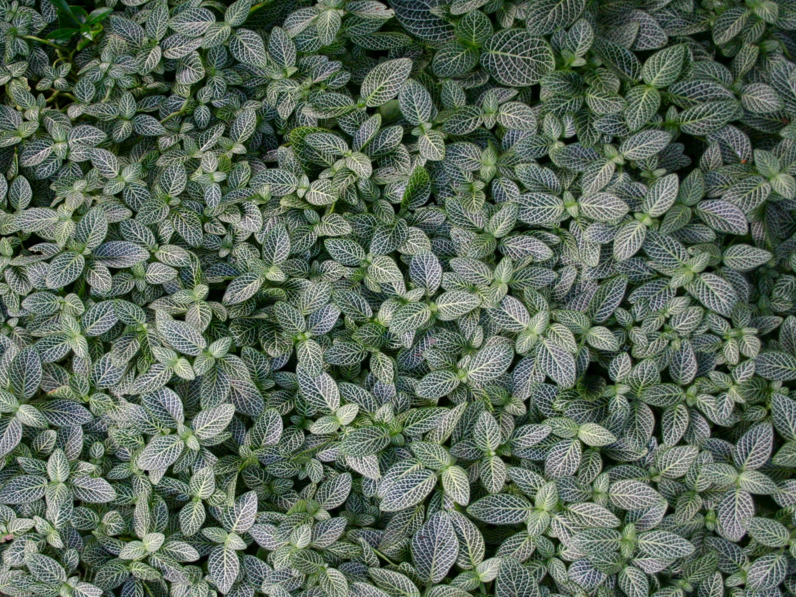 Ground leaf cover - Free desktop wallpapers