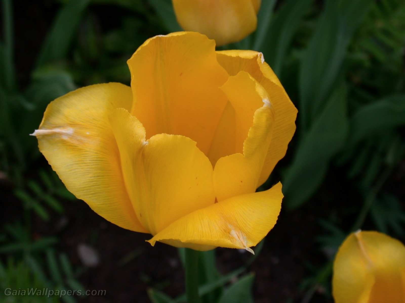 Tulipe jaune - Fonds d'écran gratuits