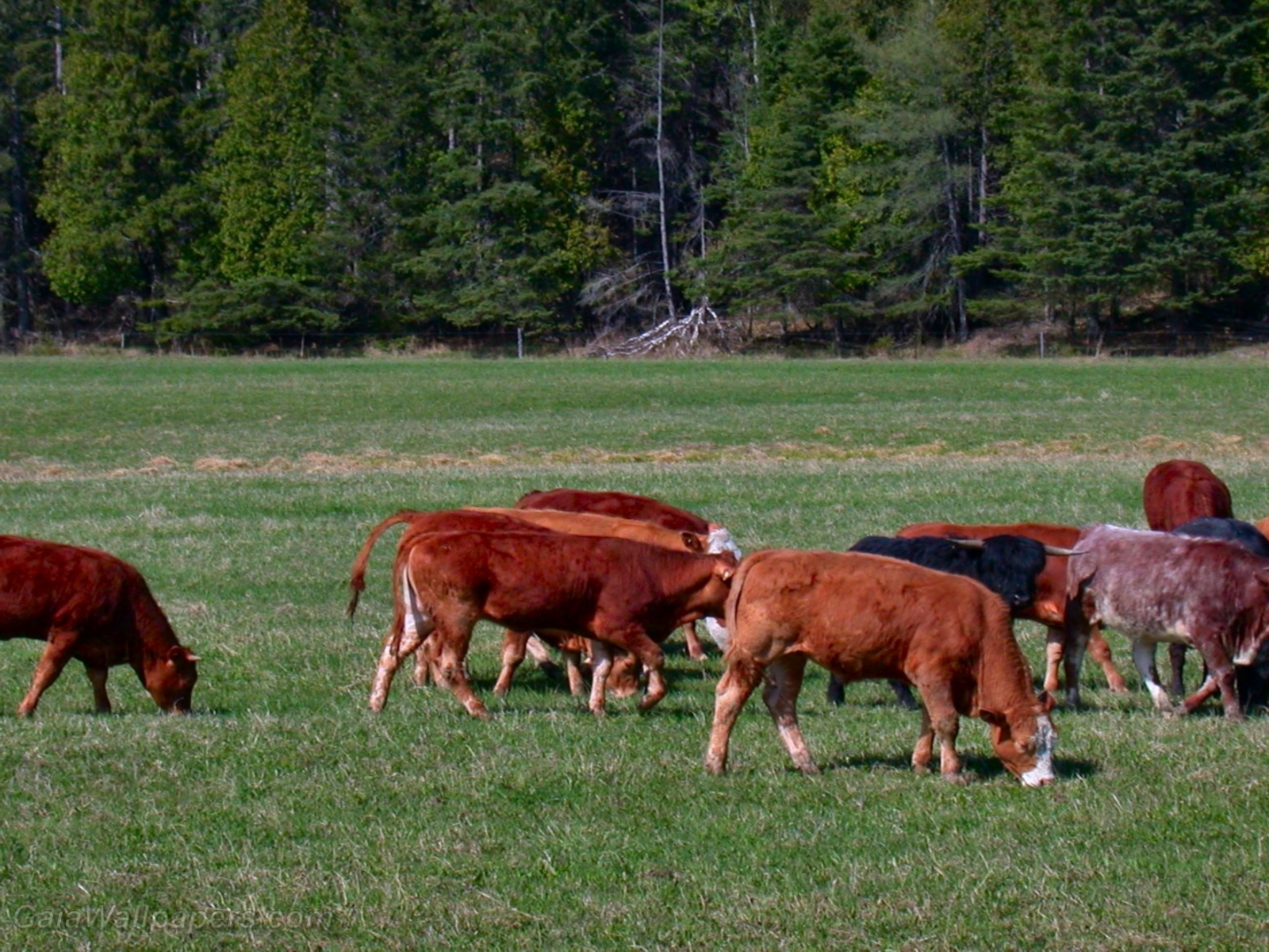 Brown cows in the field - Free desktop wallpapers