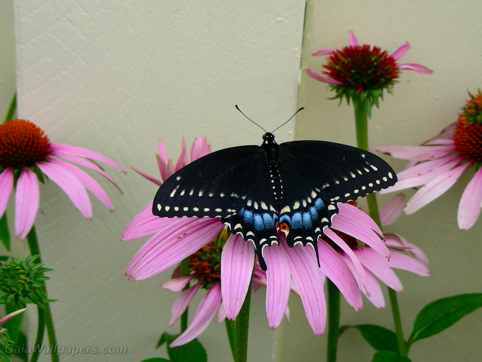 Papillon noir sur une échinacée - Fonds d'écran gratuits