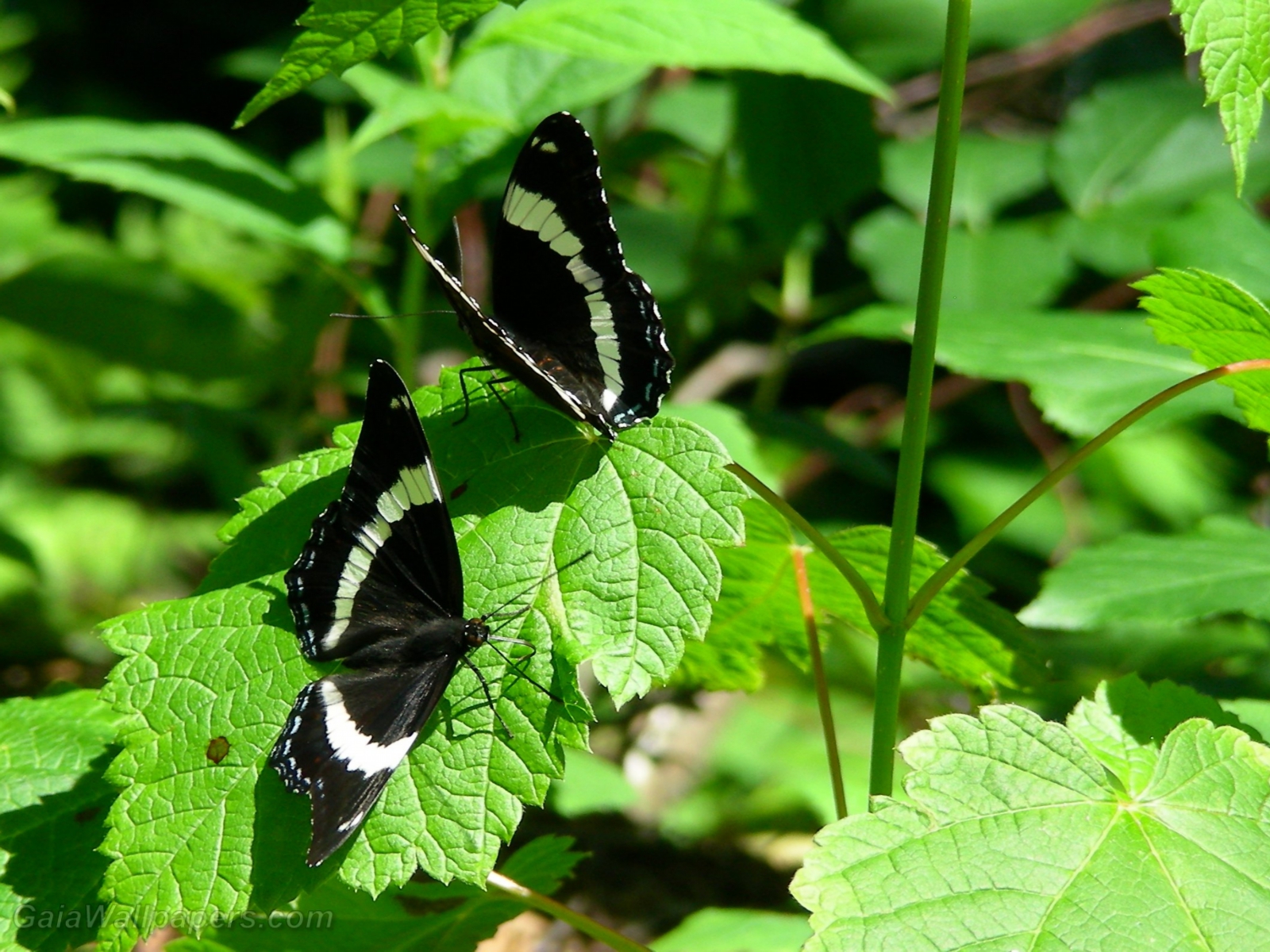 Les papillons dans la forêt - Fonds d'écran gratuits