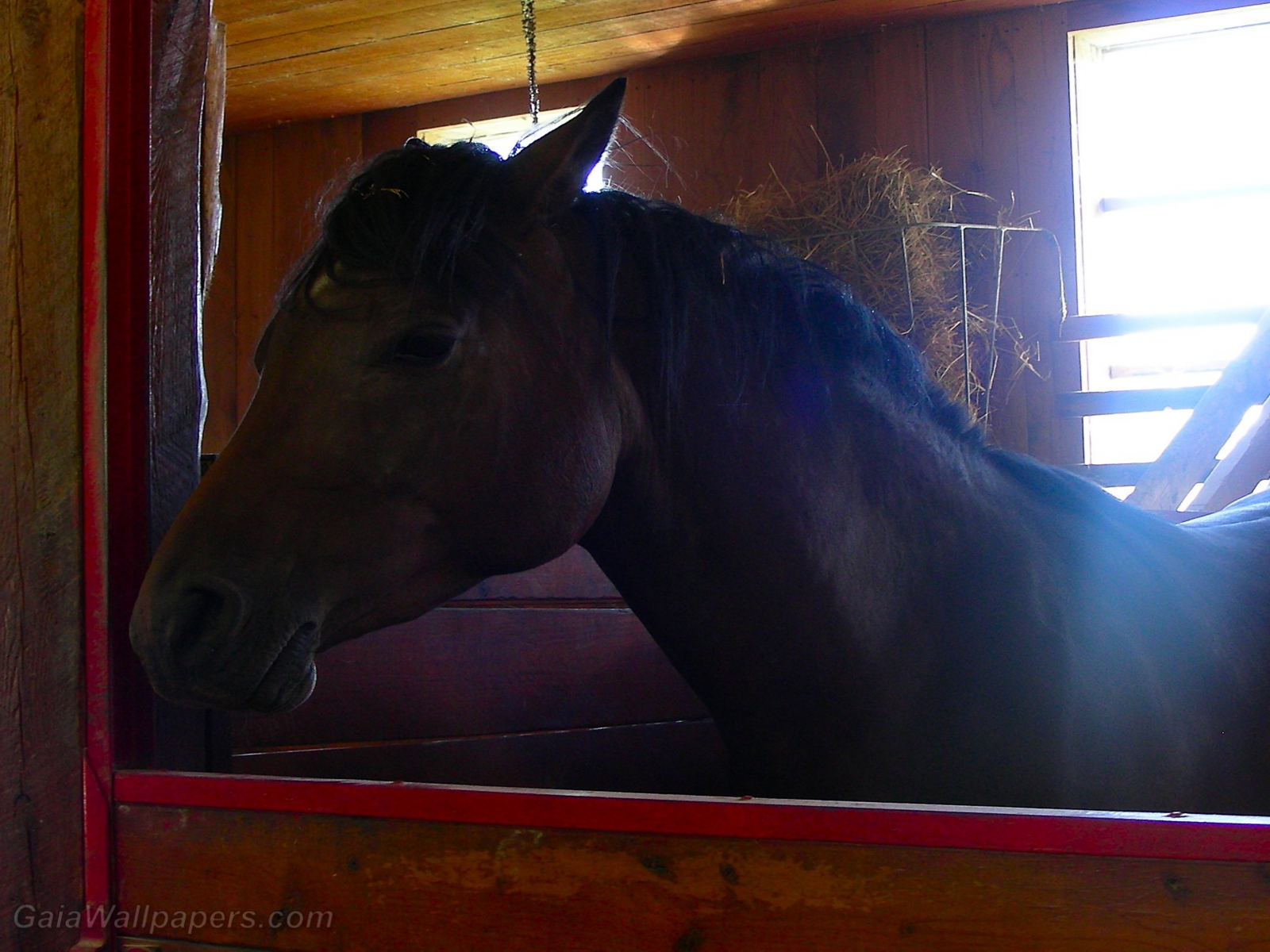 Horse in a stable - Free desktop wallpapers