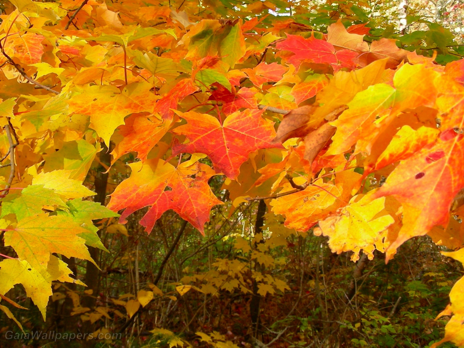 Maple leaves in autumn - Free desktop wallpapers