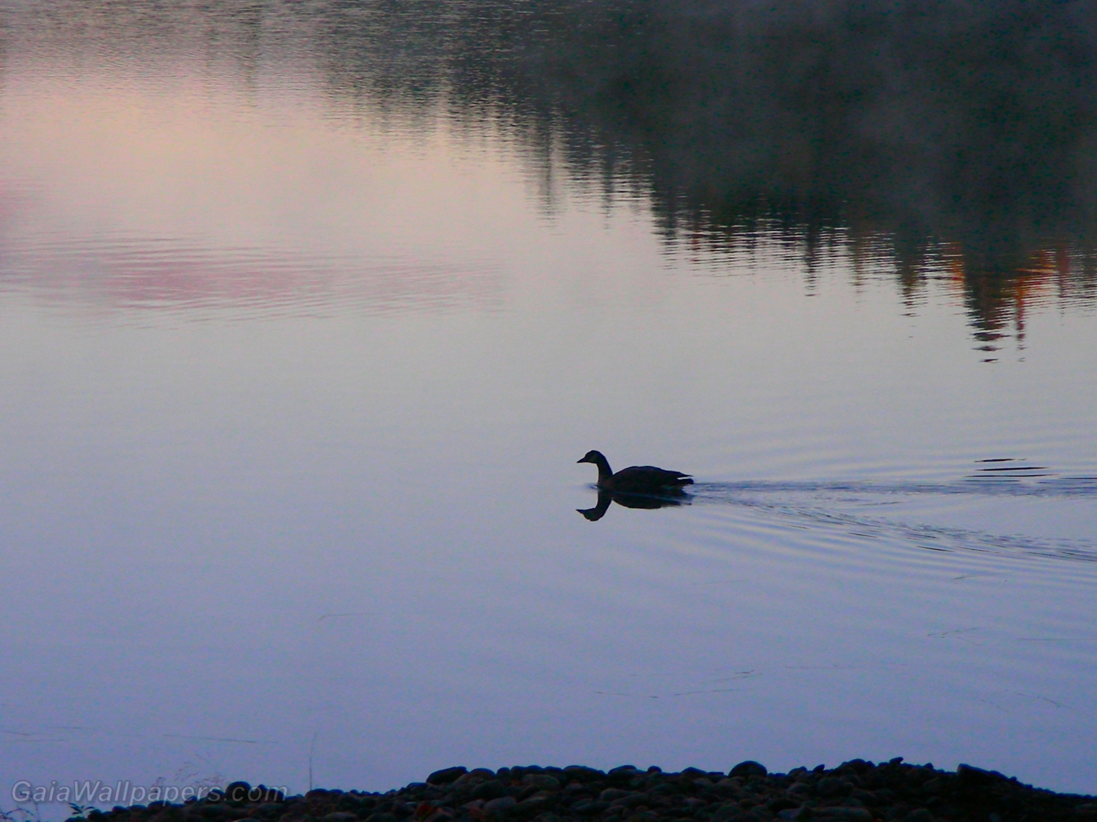 Canard nageant sur un lac calme - Fonds d'écran gratuits