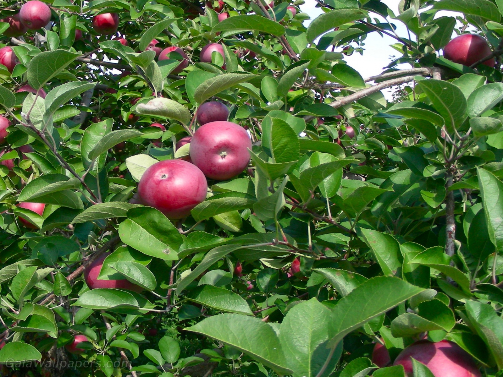 Apples ready to be picked - Free desktop wallpapers