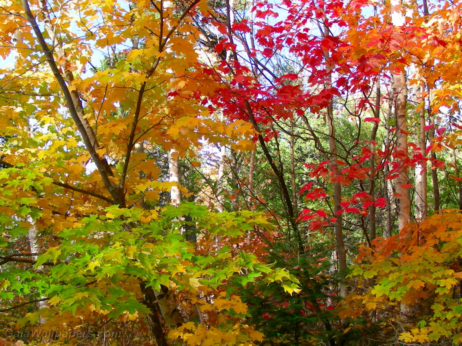 Changement des couleurs d'automne dans les érables - Fonds d'écran gratuits