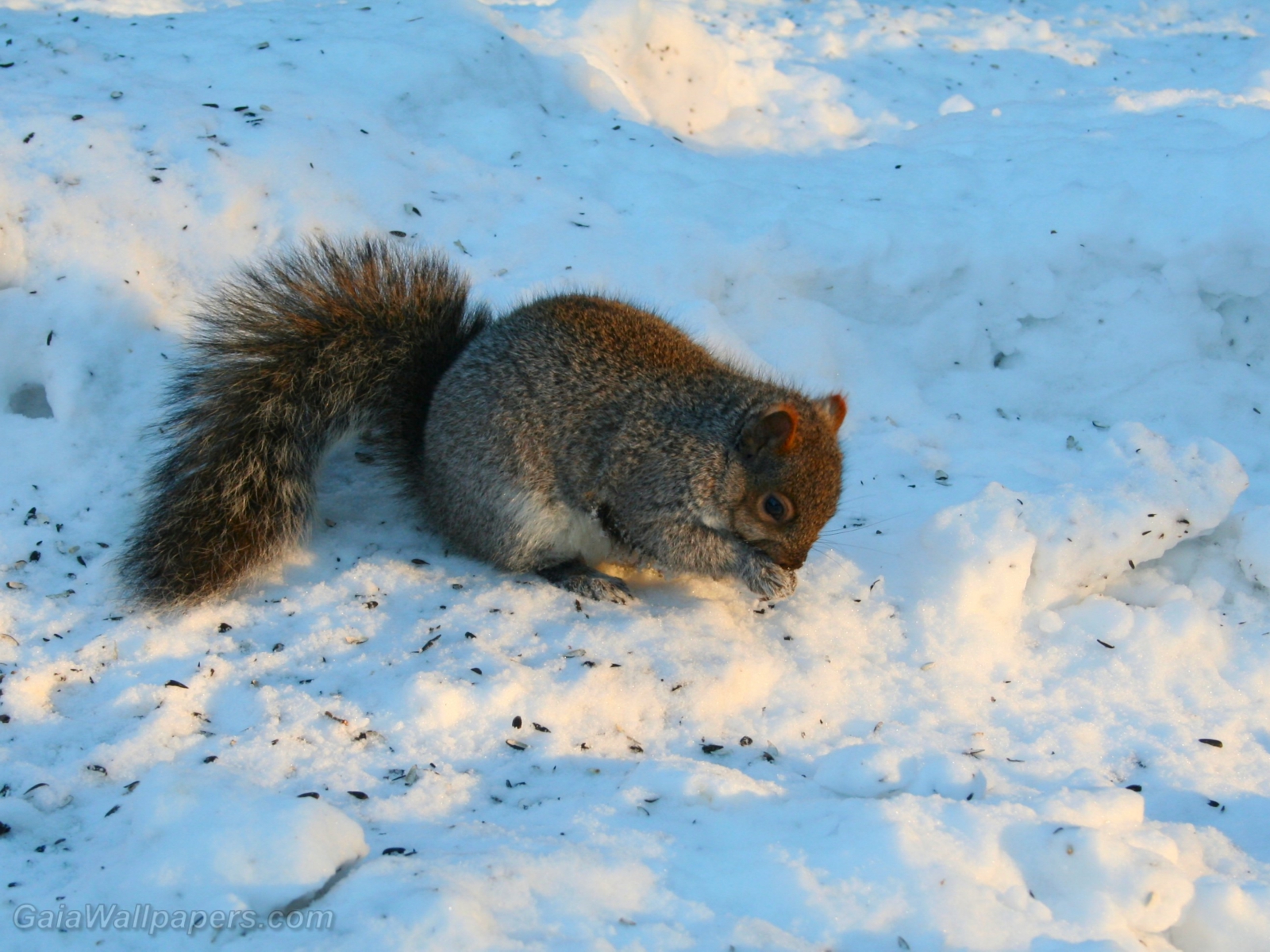 Squirrel eating on the snow - Free desktop wallpapers